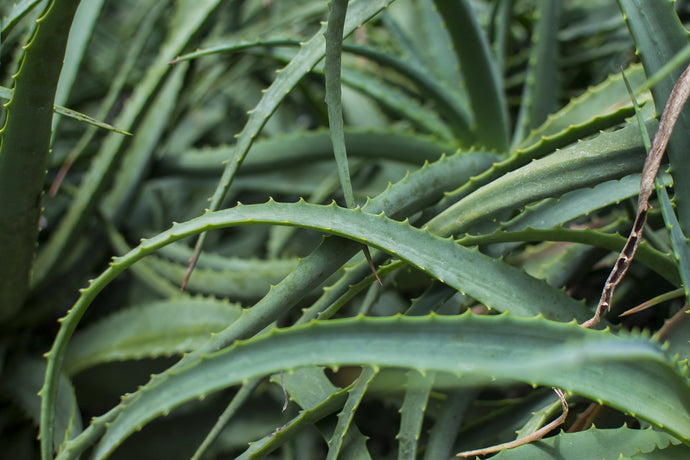 The Benefits of Aloe Vera for the Skin