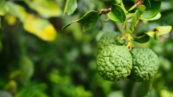 Bergamot Essential Oil In Treating Acne