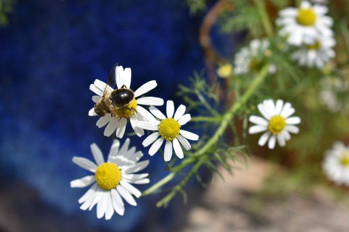 Some Herbs That Will Benefit The Skin