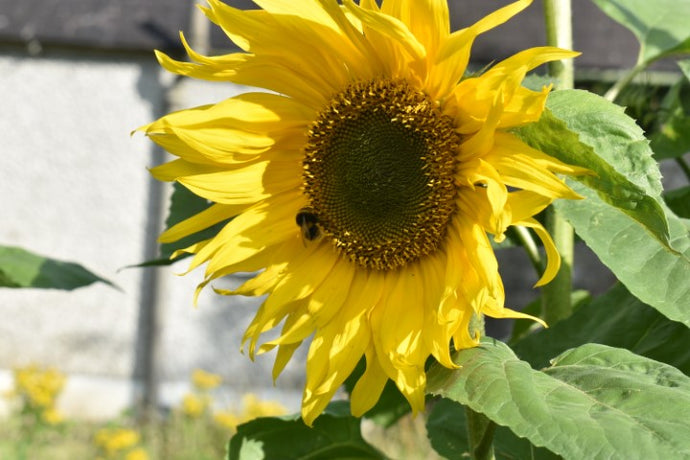 Organic Sunflower Oil - Rich in Vitamin E