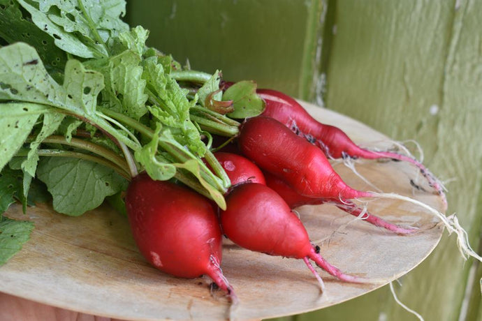 From Radish to Rocket