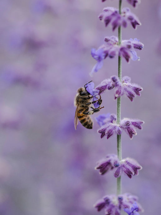 How Important Bees Are!