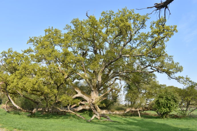 Why Trees Influenced The Names Of Our Natural Skincare Gift Sets