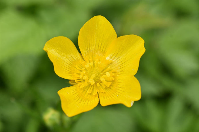 A Great Year for Buttercups