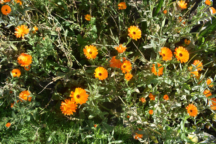 The Healing Power of Plants Part 2