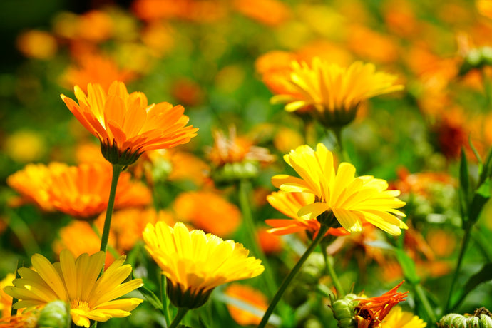 The Wonderful Calendula Flower