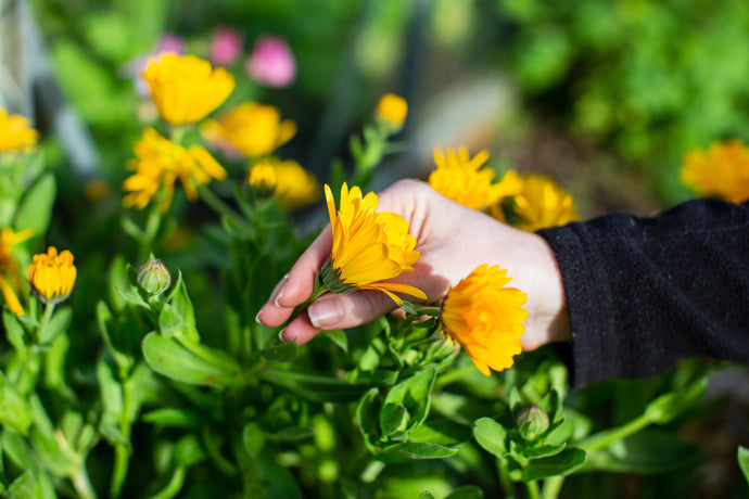 A Hand Cream Fit For Gardener's Hands