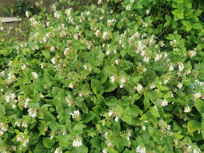 The Healing Power of Comfrey