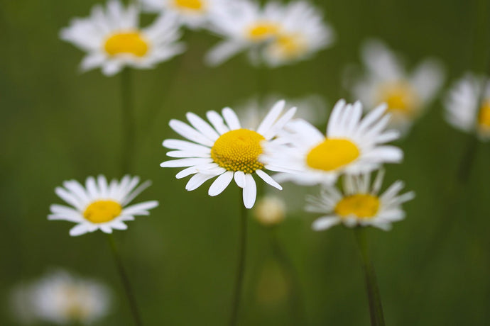 The Healing Power of The Humble Daisy