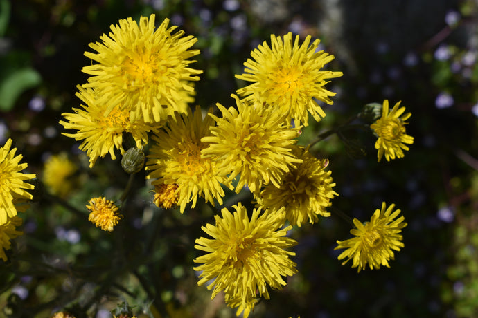 Herbal Toner With Dandelion