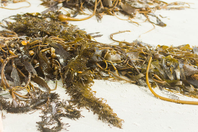 Kelp for Calcium
