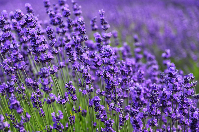 The Healing Power of Lavender