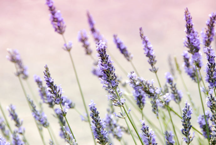 Essential Oils in Natural Skincare