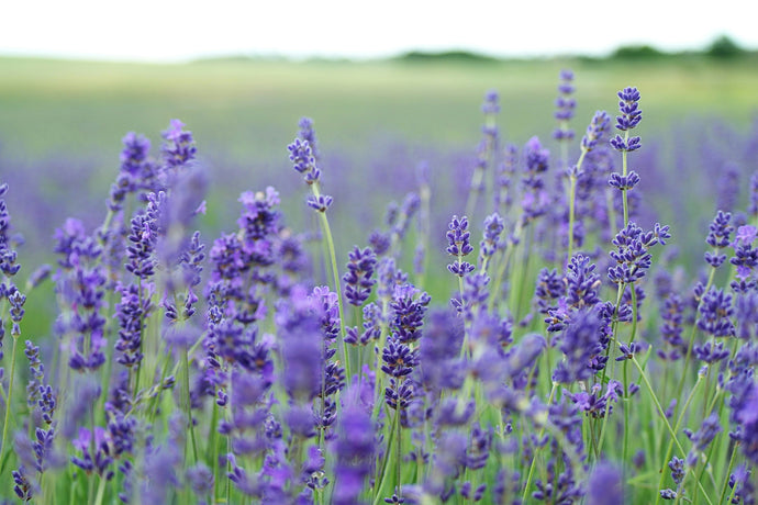 Lavender, The Miracle Worker