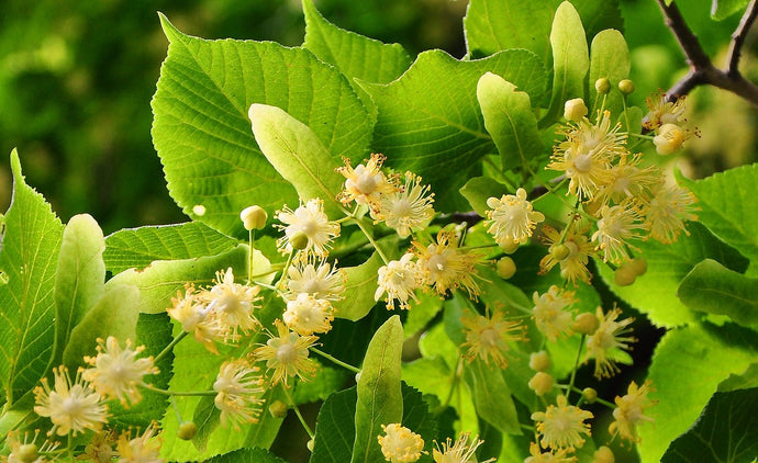 A Bit About Linden Tea