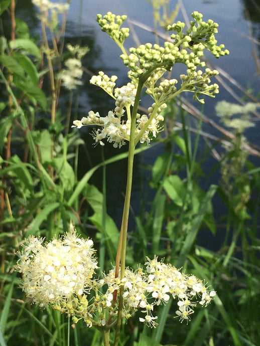 The Benefits of Meadow Sweet for the Skin