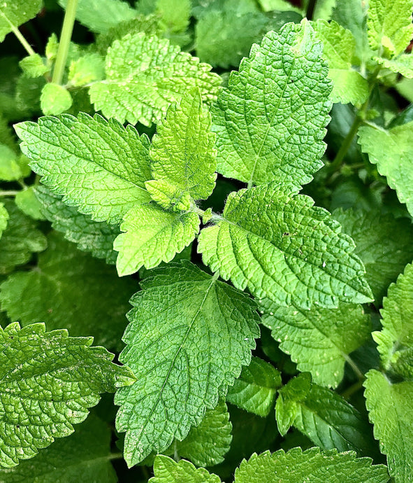The Benefits of Peppermint for the Skin