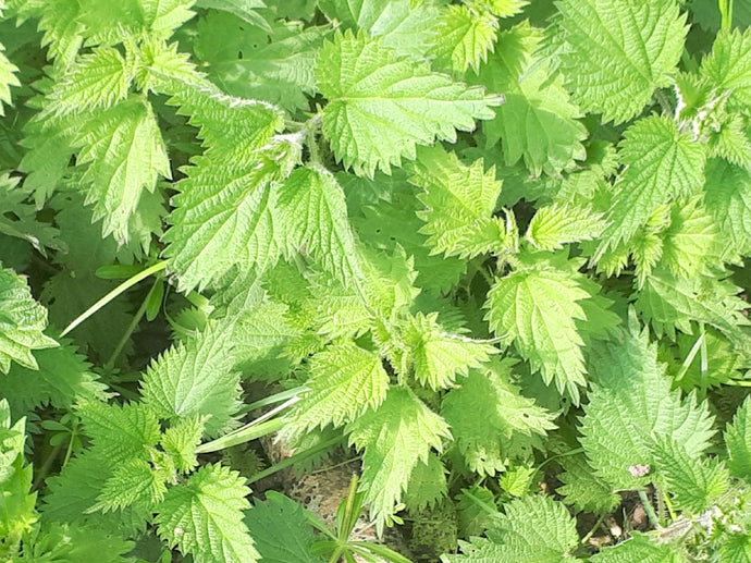 Nettles in our shampoo bars