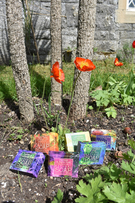 Palm Free Soaps that Don't Grow on Trees!!!