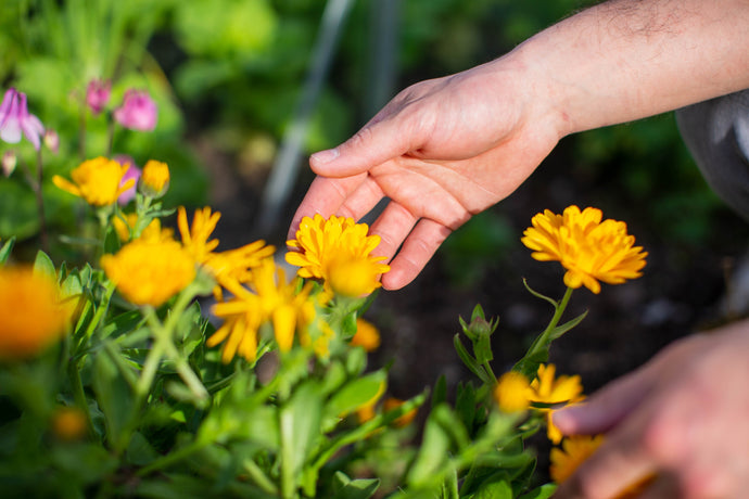 How To Make Calendula Oil