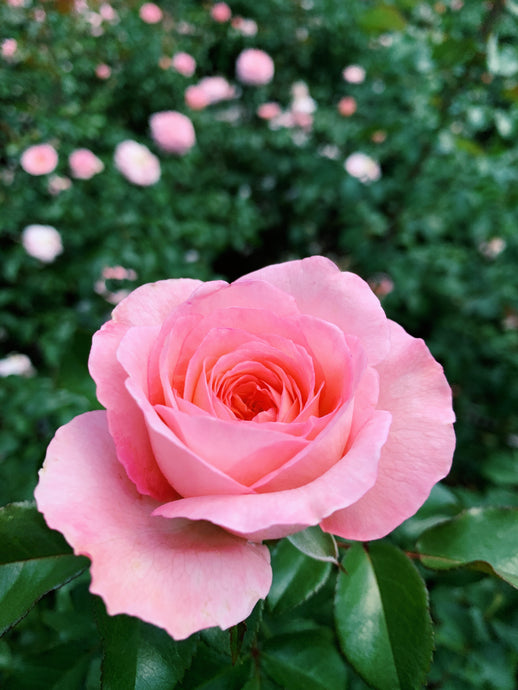 How To Make Rose Oil Using Rose Petals