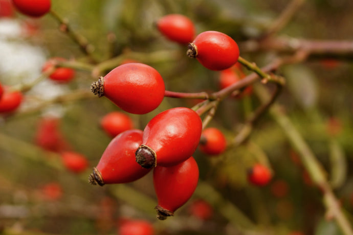 Anti-Aging Dry Skin Facial Serum Recipe