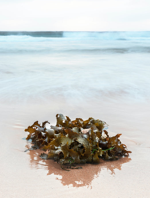 The benefits of Seaweed