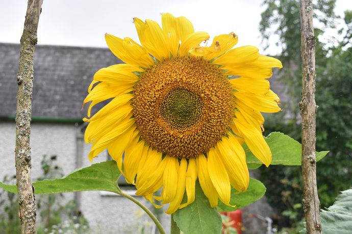 Sunflower Oil and Its Skin Benefits